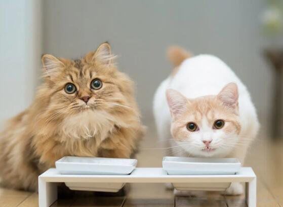 猫咪临产前有什么迹象 六个特殊征兆你知道几个