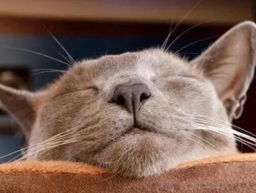 猫咪临产前有什么迹象 六个特殊征兆你知道几个