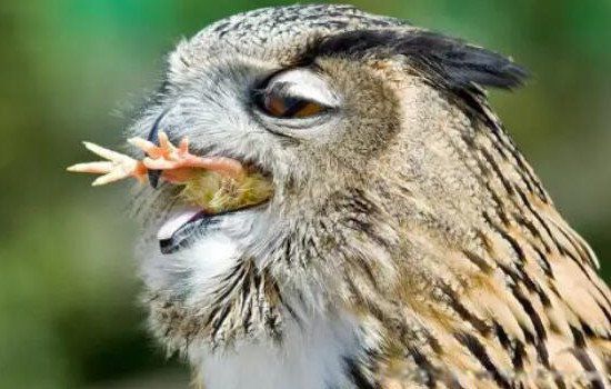 猫头鹰的食物有哪些 主要是吃什么的食物的