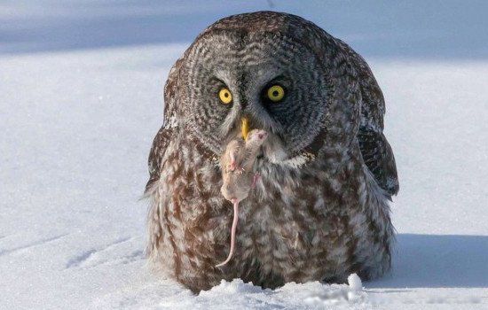 猫头鹰的食物有哪些 主要是吃什么的食物的