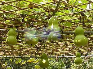 ��«��ͼƬ�����빦Ч ��ʲô���ӵ�