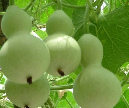 葫芦瓜图片作用与功效 是什么样子的