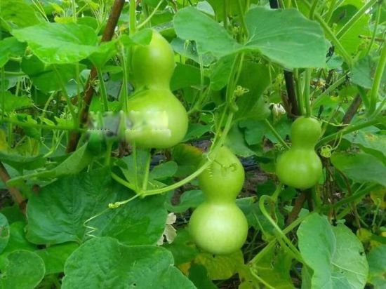 ��«��ͼƬ�����빦Ч ��ʲô���ӵ�