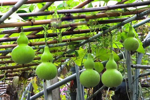 ��«��ͼƬ�����빦Ч ��ʲô���ӵ�