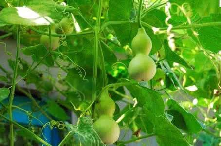 ��«��ͼƬ�����빦Ч ��ʲô���ӵ�