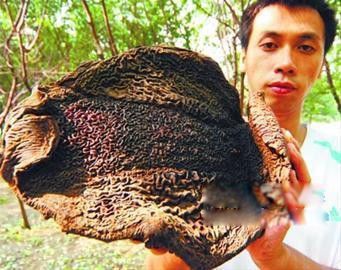 吸血毯是什么怪物 真正的吸血毯图片长什么样子