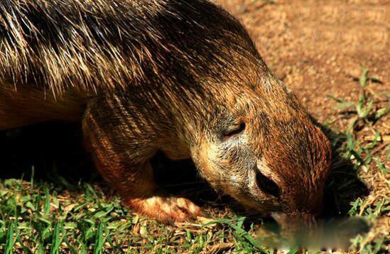 吃猫鼠是一种生长在非洲的体型较大的老鼠.