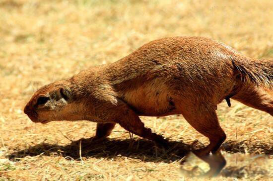 吃猫鼠是一种生长在非洲的体型较大的老鼠.