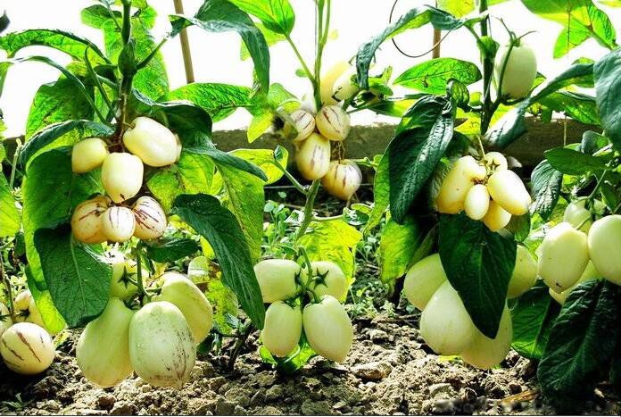 �˲ι������������� �˲ι���Ӫ����ֵ����Ч