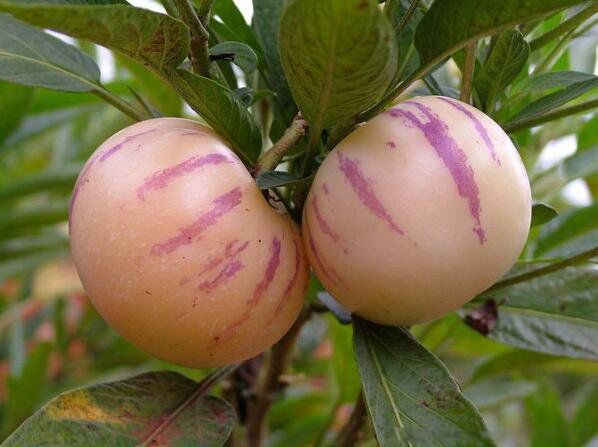 �˲ι������������� �˲ι���Ӫ����ֵ����Ч