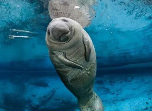 海牛是美人鱼吗 它为什么是传说中的美人鱼