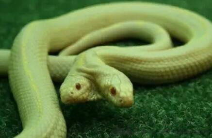 多头蛇真实存在吗 最多头的蛇是什么蛇