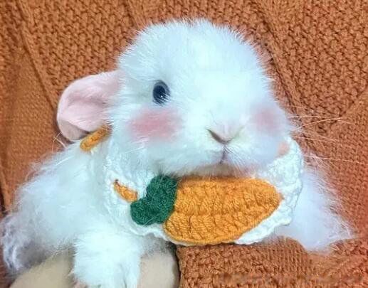 ����ͷ��ʾʲô��˼ ͷ��ֻ��һ����ǩ