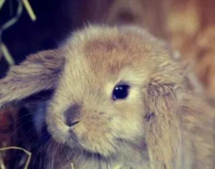 ����ͷ��ʾʲô��˼ ͷ��ֻ��һ����ǩ