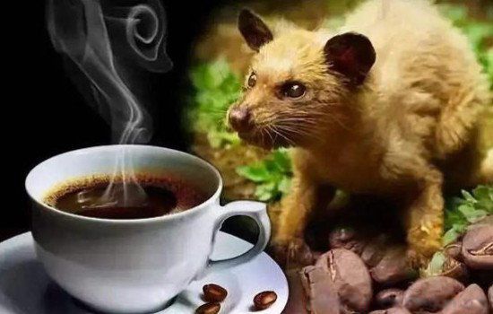 ����è��ʺ�����ɿ��� èʺ��������ô������è������