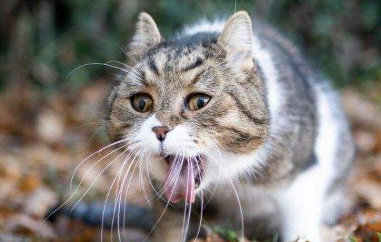 з����г����Ӣ����ʲô��˼ Ӣ�﷢��з������ʲô��˼��