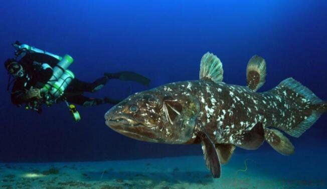 巨型黄貂鱼图片长什么样子 世界上最大的黄貂鱼有多大多重