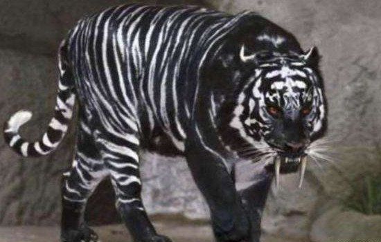 黑蓝虎灭绝了吗 世界上真的有黑蓝虎这个生物吗