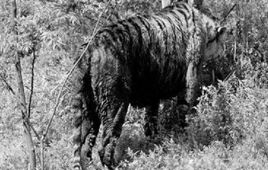 黑蓝虎灭绝了吗 世界上真的有黑蓝虎这个生物吗