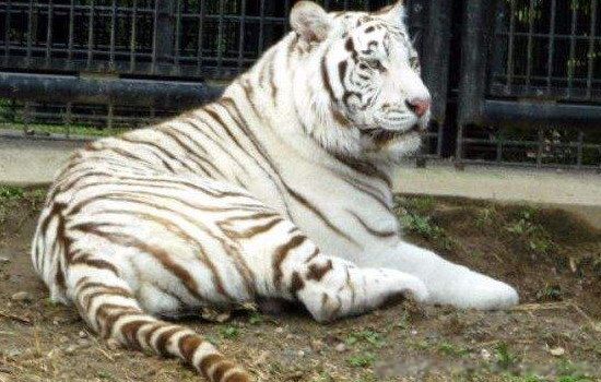 黑蓝虎灭绝了吗 世界上真的有黑蓝虎这个生物吗