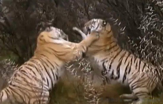 �޶�Ϊʲô������ɱ�� �޶��Ķ���ΪʲôҪɱ���޶���