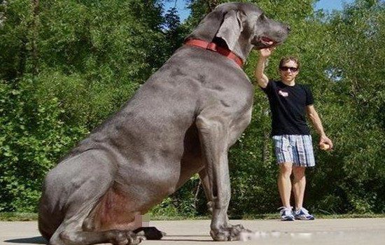 世界狗排名图片
