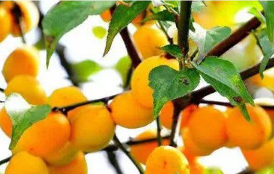 ÷�꼾�����ļ��� ÷�꼾��2022ʲôʱ�����