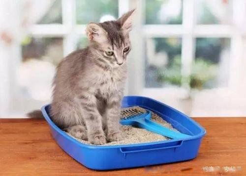 è�������˵ļ��ֱ��� è�����ʮ������