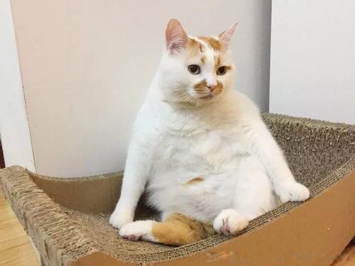 è�������˵ļ��ֱ��� è�����ʮ������