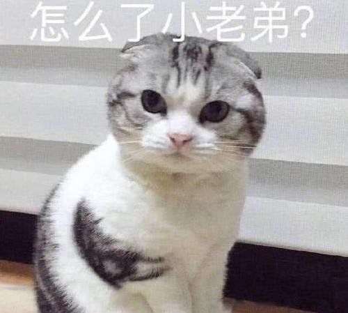 è�������˵ļ��ֱ��� è�����ʮ������