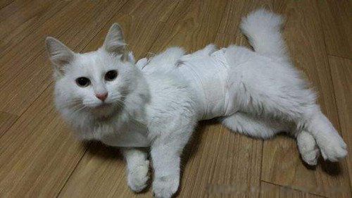 è�������˵ļ��ֱ��� è�����ʮ������