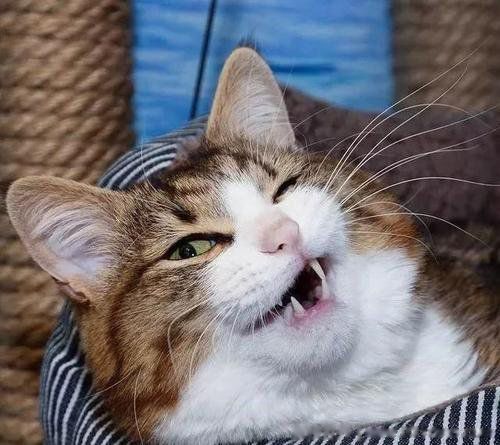 è�������˵ļ��ֱ��� è�����ʮ������