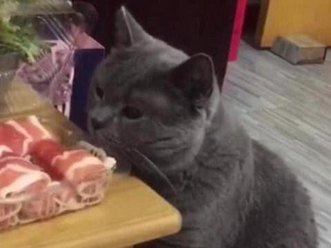 è�������˵ļ��ֱ��� è�����ʮ������