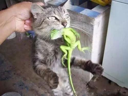 è�������˵ļ��ֱ��� è�����ʮ������