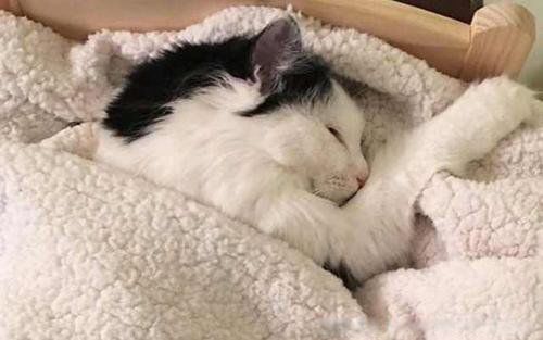 è�������˵ļ��ֱ��� è�����ʮ������