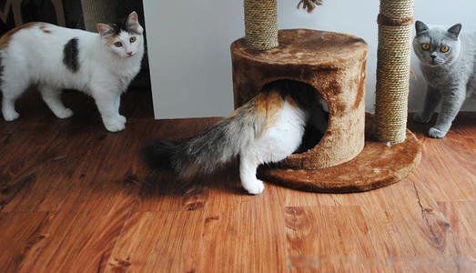 è�������˵ļ��ֱ��� è�����ʮ������