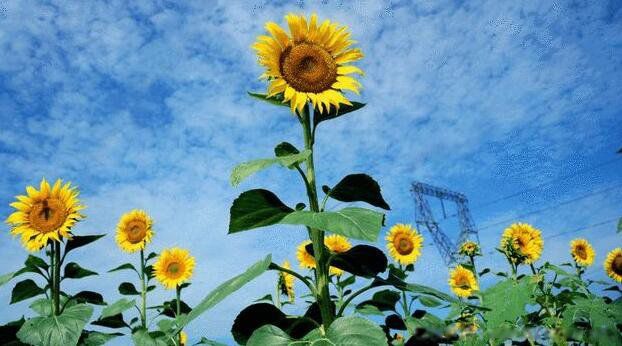 ��õ�廨����ʲô��˼Ԣ�� ���������õ�����ʲô