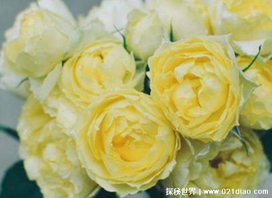 11��õ�����ʲô��˼ Ů���յ�11��õ�廨�ĺ���