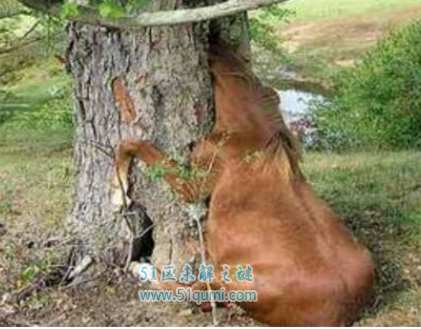 ʮ��Σ�ճ���ֲ�� ���ֻ��ʹ���֩��ڹѸ���Ĺ�ϵ��ʲô