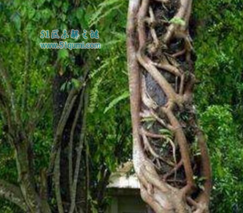 ʮ��Σ�ճ���ֲ�� ���ֻ��ʹ���֩��ڹѸ���Ĺ�ϵ��ʲô