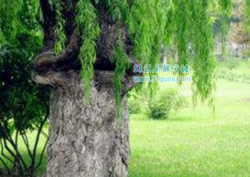 ʮ��Σ�ճ���ֲ�� ���ֻ��ʹ���֩��ڹѸ���Ĺ�ϵ��ʲô