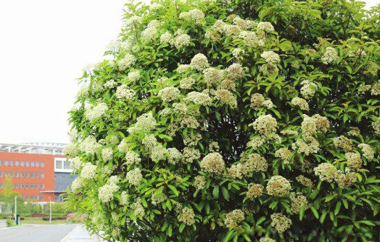 ʯ骻���ζ����ʲôΪʲô����ζ Ů���ŵ�ʯ骻���ζ��