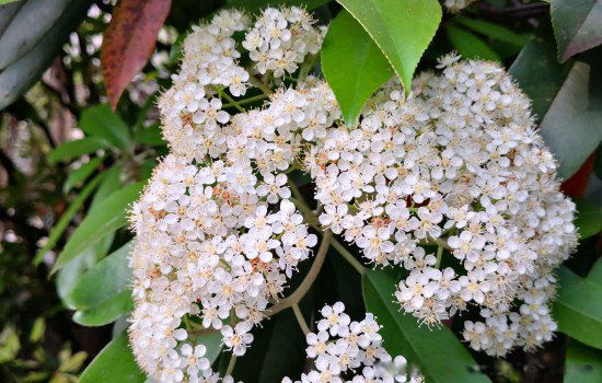 ʯ骻���ζ����ʲôΪʲô����ζ Ů���ŵ�ʯ骻���ζ��