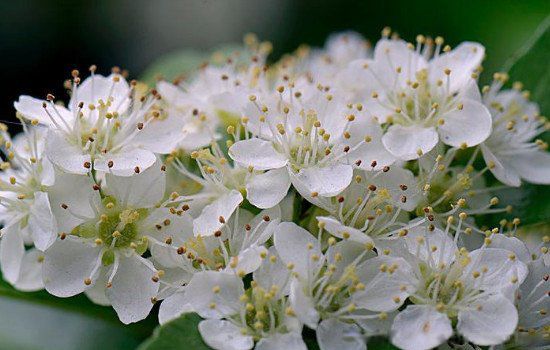 ʯ骻���ζ����ʲôΪʲô����ζ Ů���ŵ�ʯ骻���ζ��