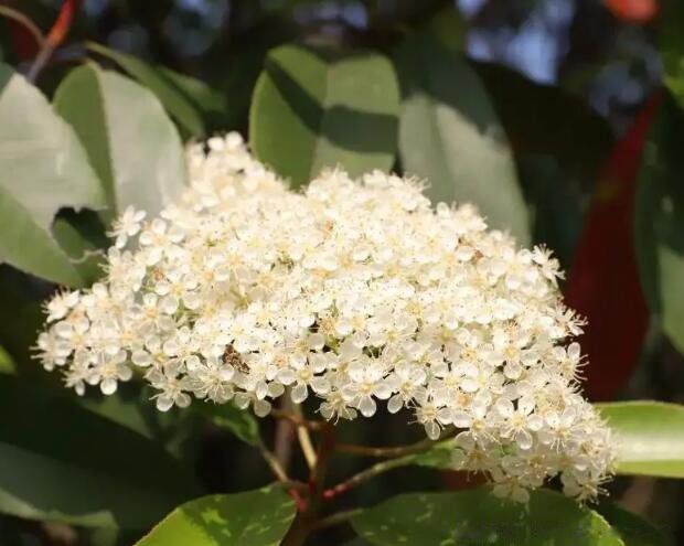 ʯ骻���ζ��Ů������Ϊʲô�Ầ�� ��Ч��������ʲôҩ�ü�ֵ