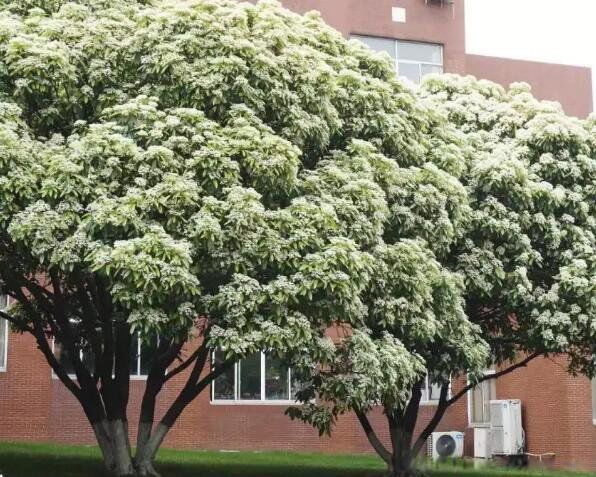 ʯ骻���ζ��Ů������Ϊʲô�Ầ�� ��Ч��������ʲôҩ�ü�ֵ