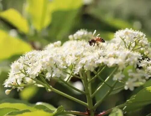 ʯ骻���ζ��Ů������Ϊʲô�Ầ�� ��Ч��������ʲôҩ�ü�ֵ