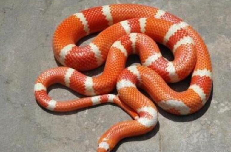 牛奶蛇是什么蛇为什么叫牛奶蛇 颜色艳丽有毒吗