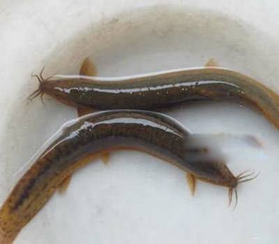 �������ĸ��ط��� ʮ���׹�֮����ʲô