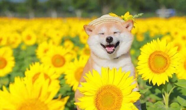 ��ִ������������ 20������к���������